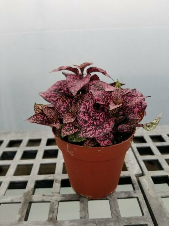 Polka Dot 4"