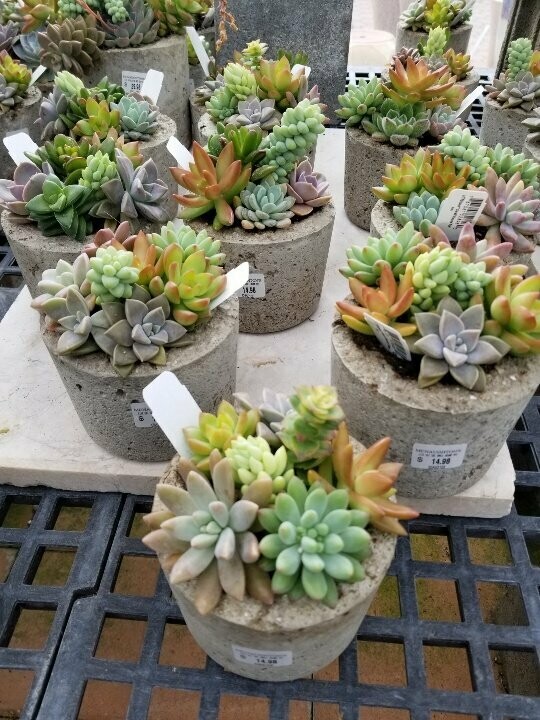 Succulent 5 x 7" round pot assorted