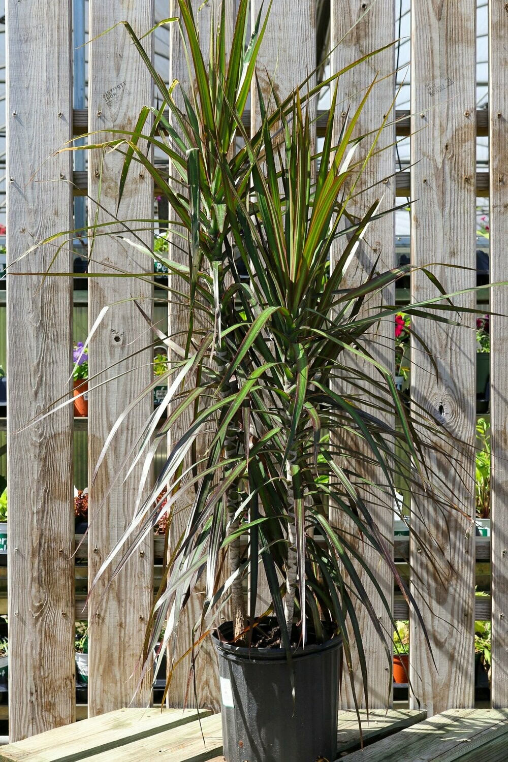 Dracaena Marginata Magenta Stag
