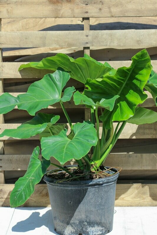Philodendron Giganteum 14"