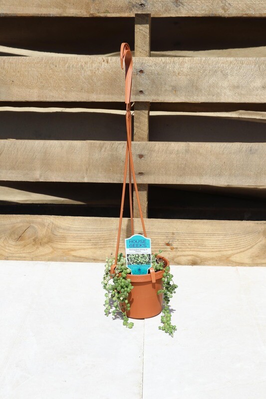 String of Pearls Variegated 4"