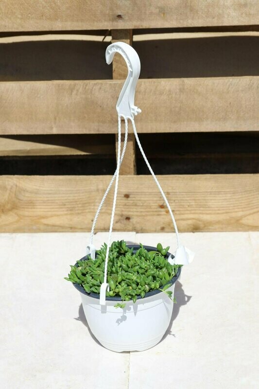 String of Beads Hanging Basket 6"