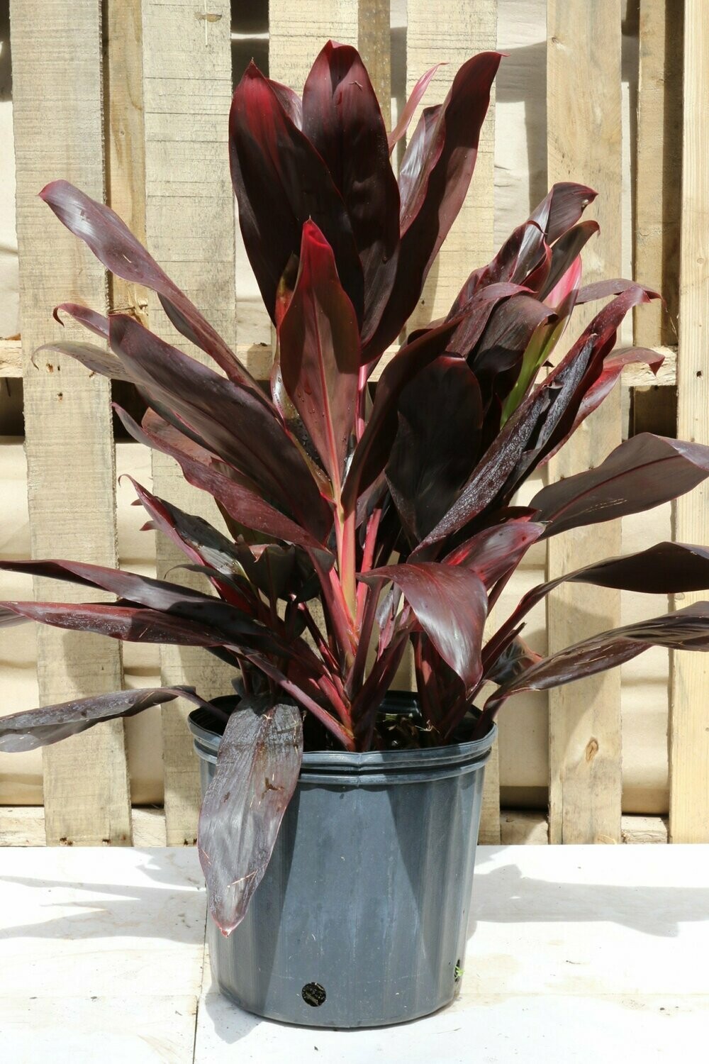 Cordyline Florica 10"