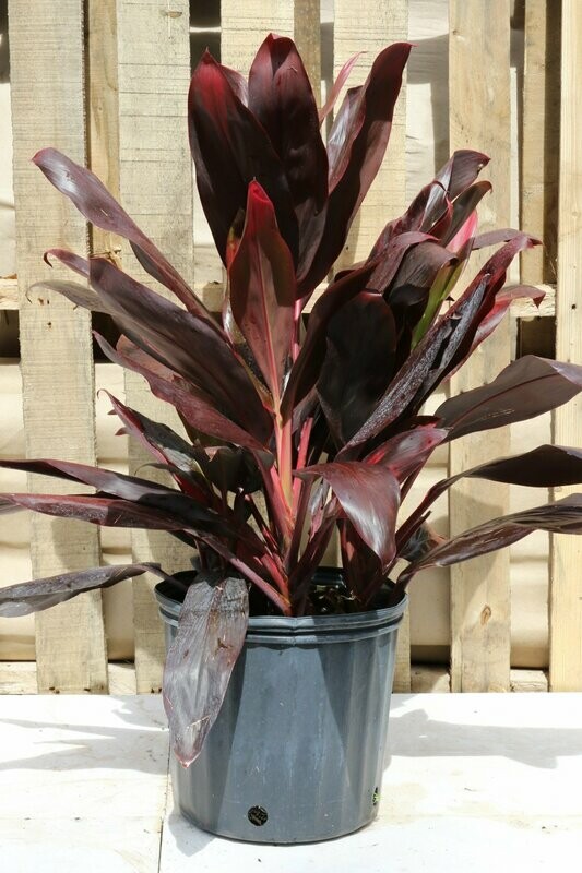 Cordyline Florica 10"