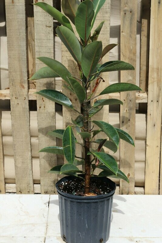 Ficus Elast Decora Compacta 10"