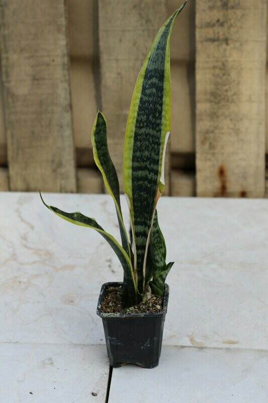 Sansevieria Laurenti