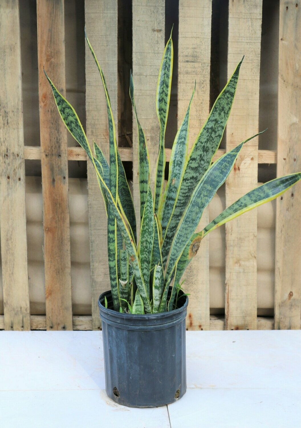Sanseveria Laurentii YLW Edge