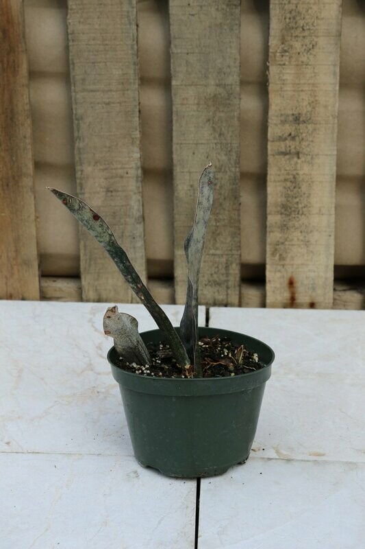 Sansevevieria Kirkii Copperton