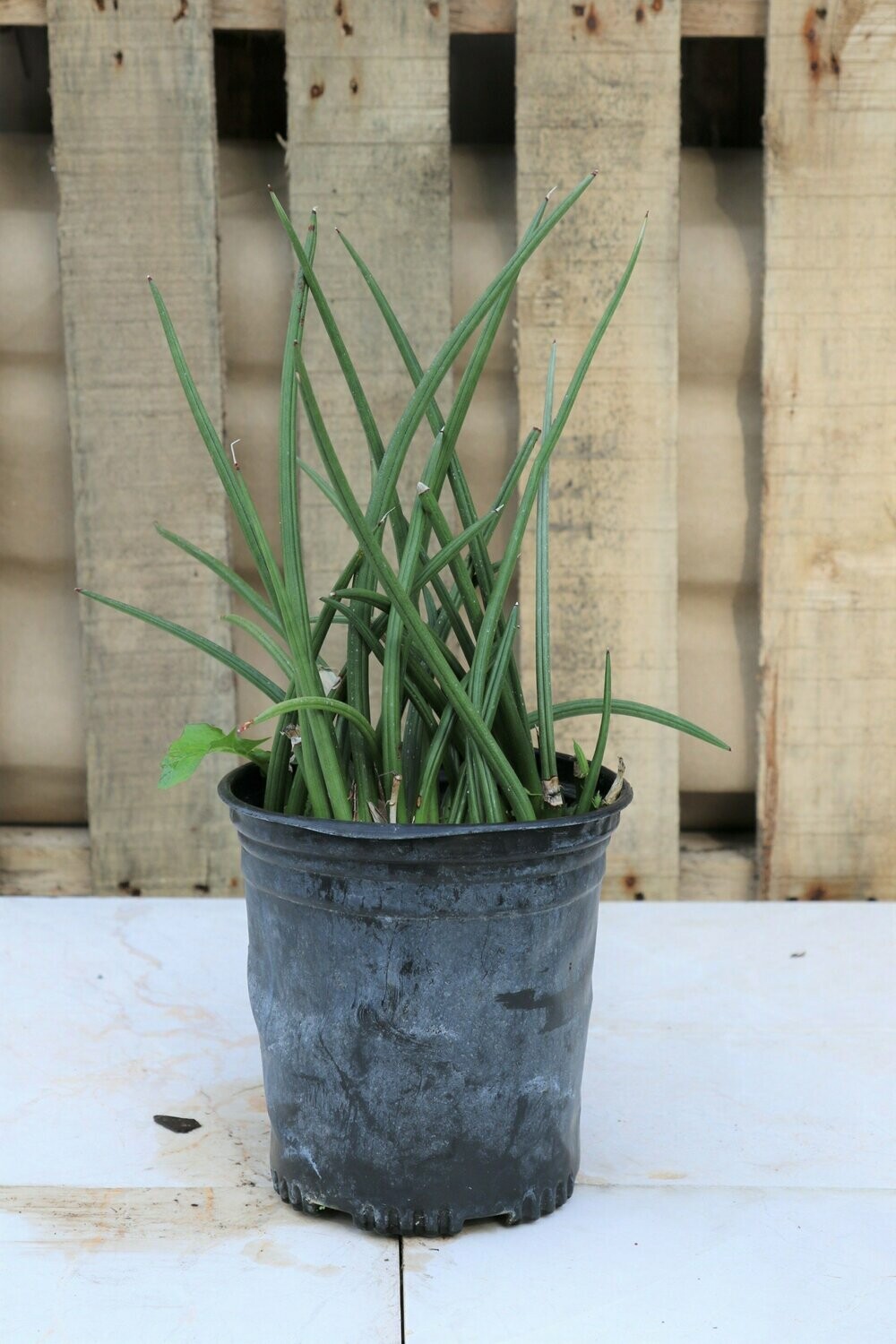 Sansevieria Canacliculata