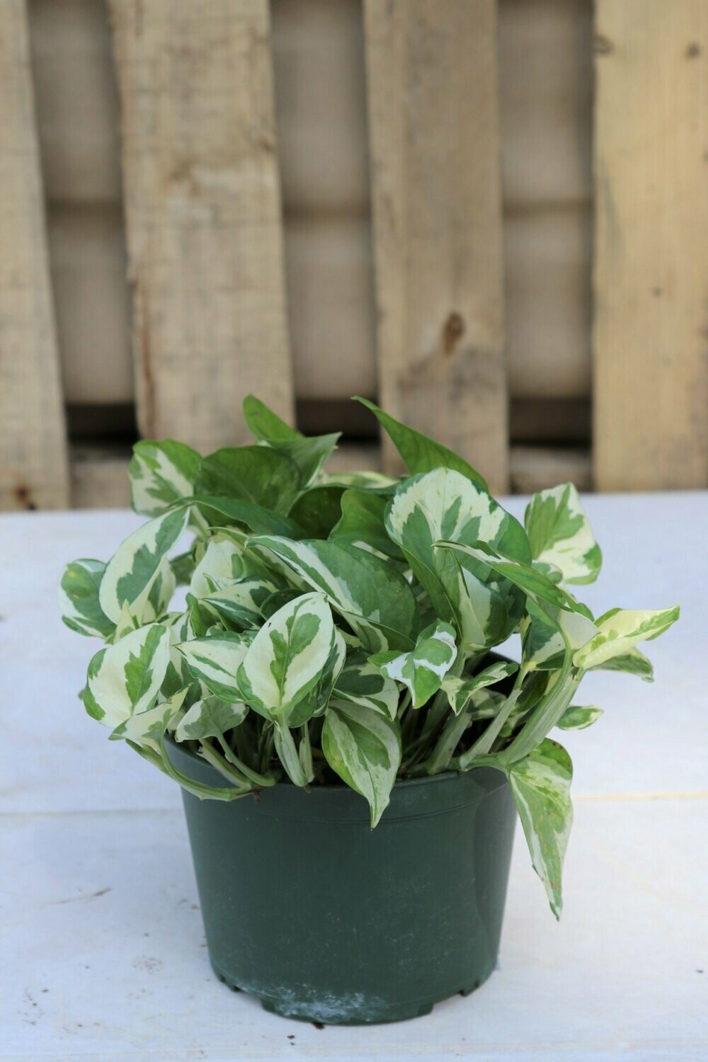 Epipremnue Pothos Assst