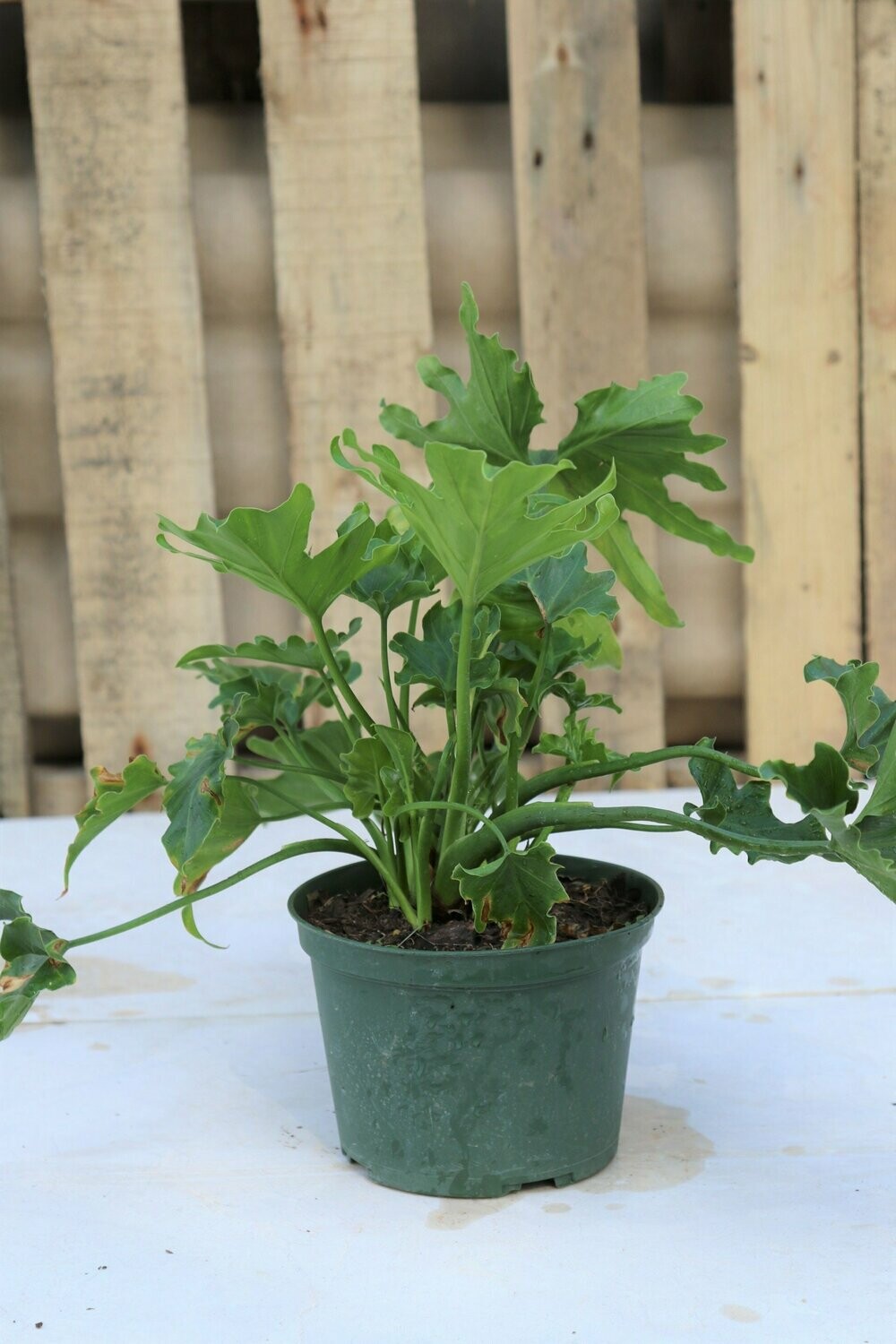 Philodendron Hope