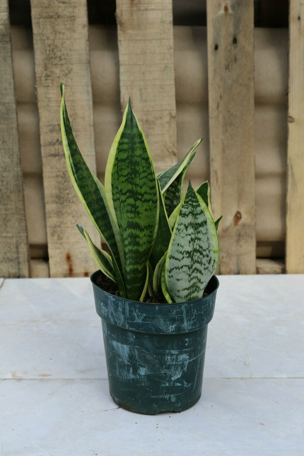 Sanseveria Whale Fin