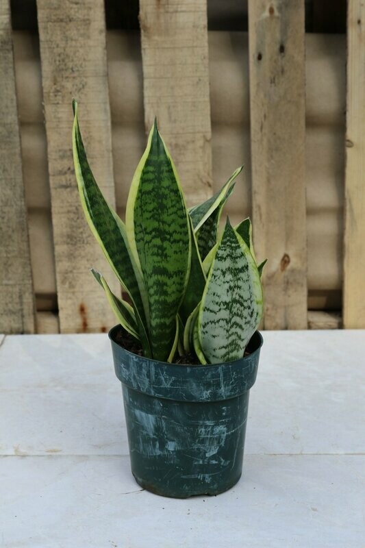 Sanseveria Whale Fin