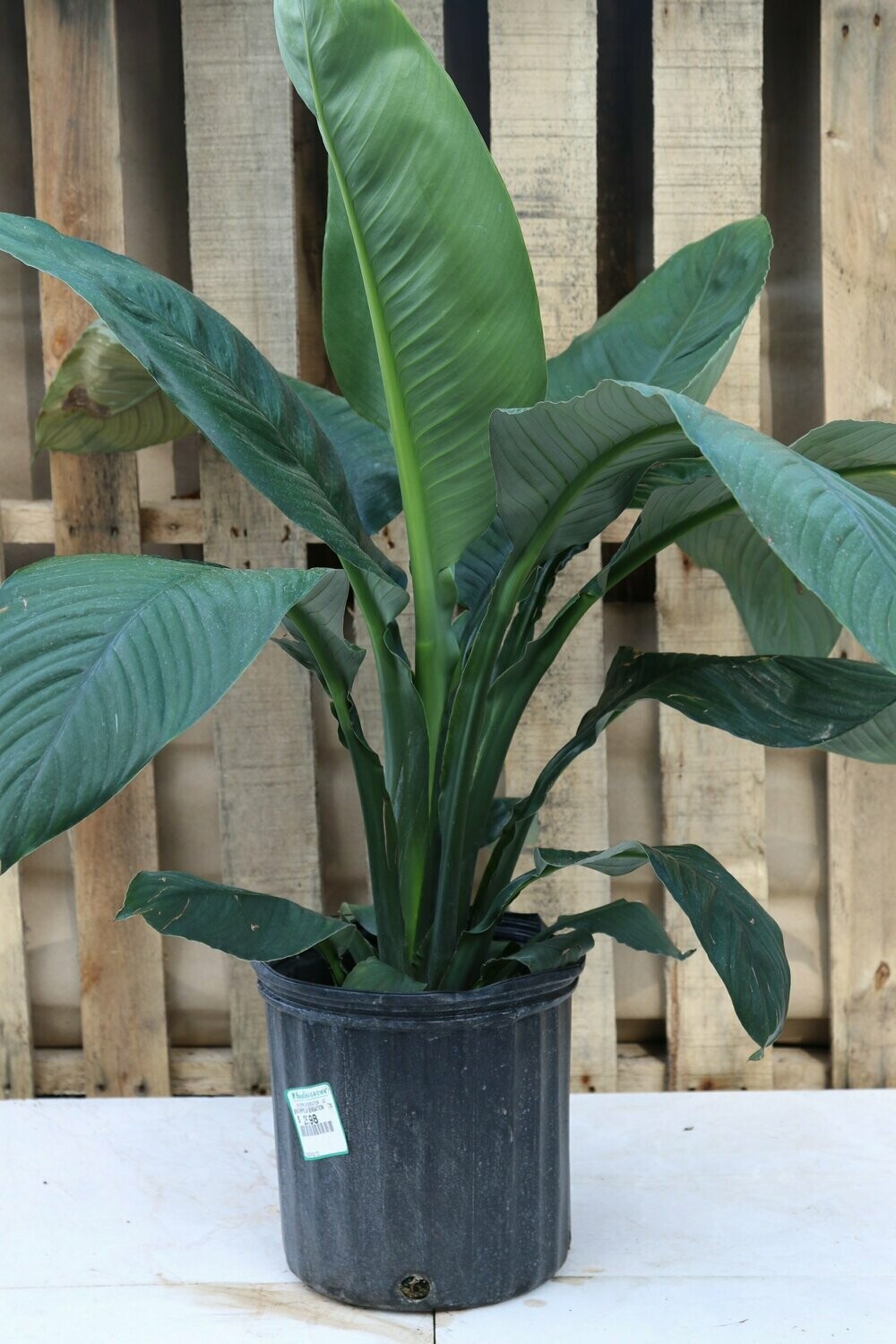 Spathiphyllum Sensation