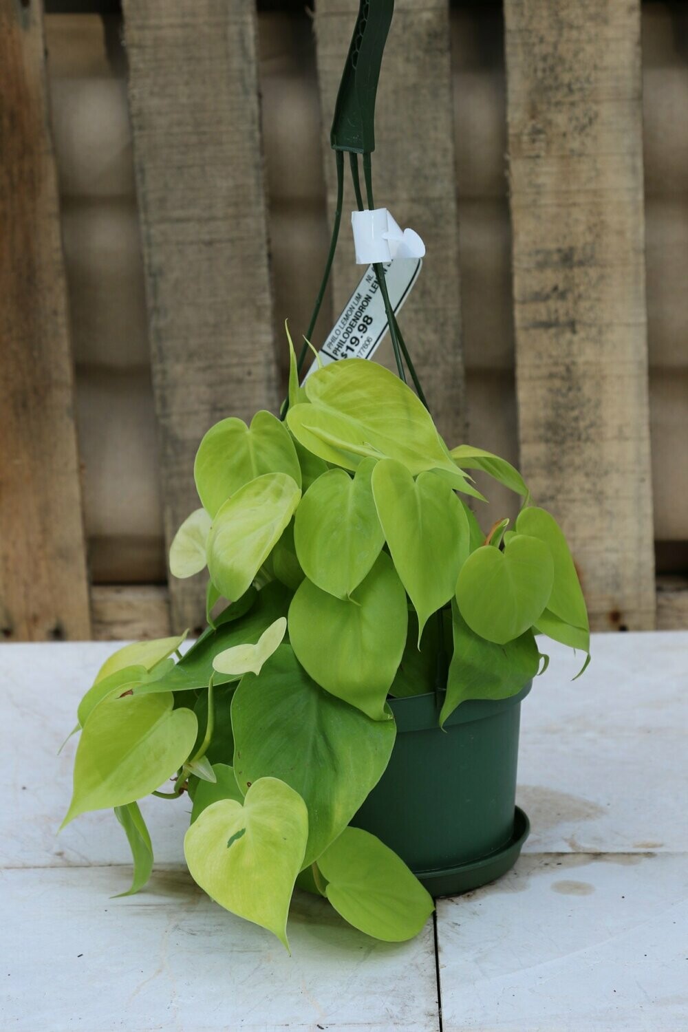 Philodendron Lemon Lime