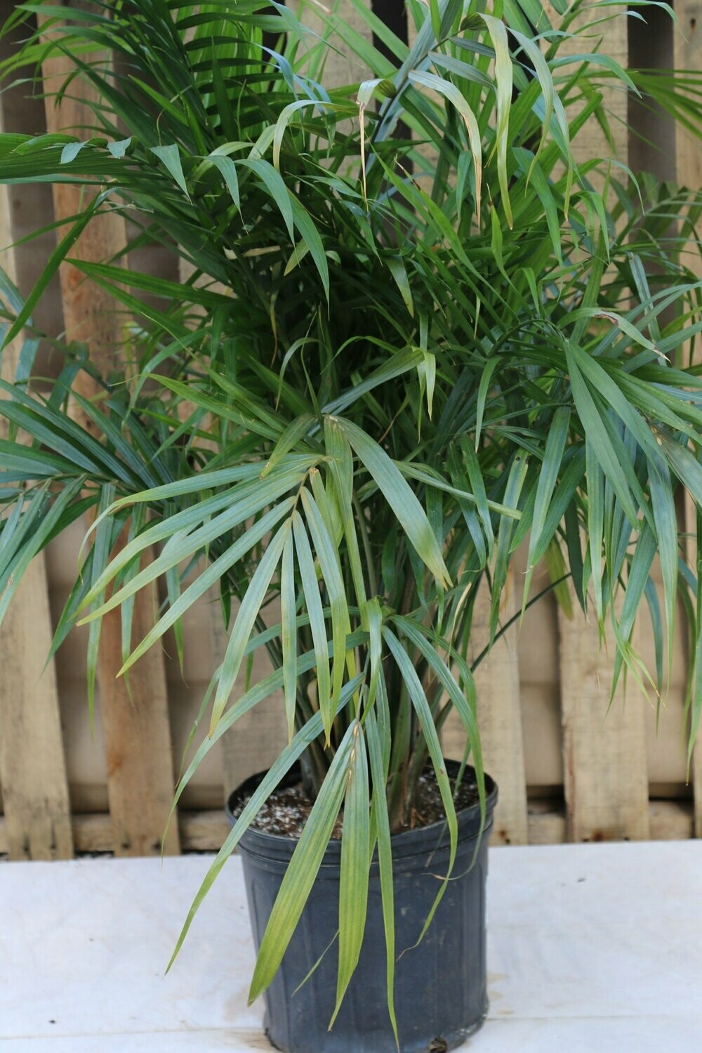 Palm Majesty