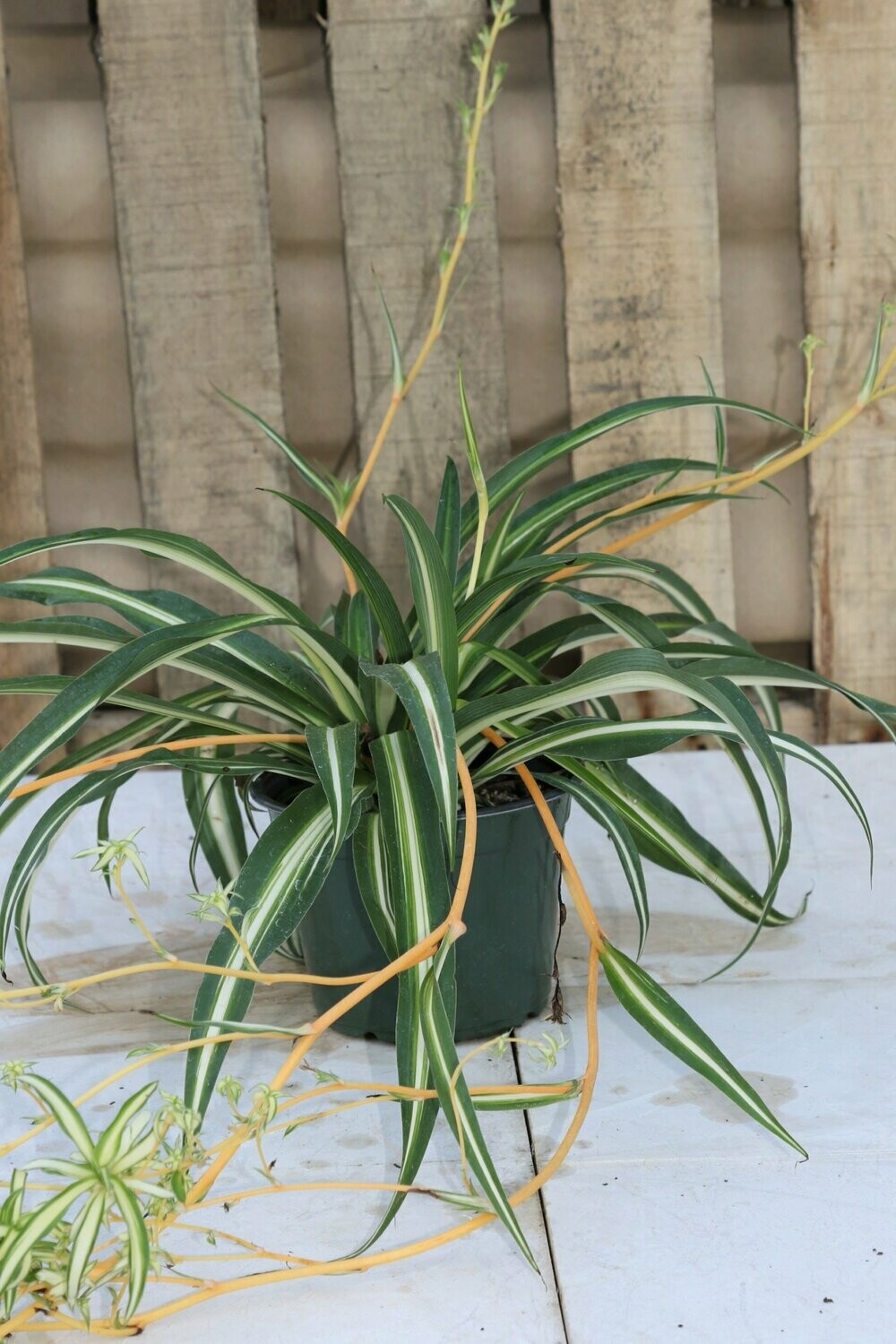Spider Plant