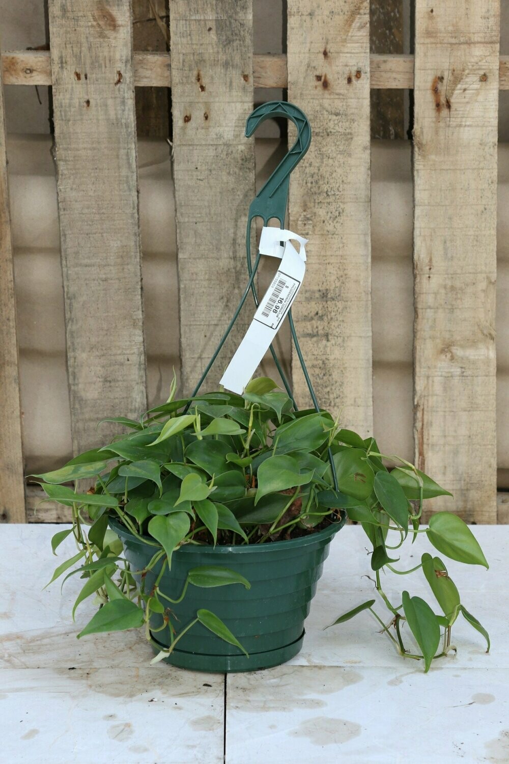 Philodendron Cordatum