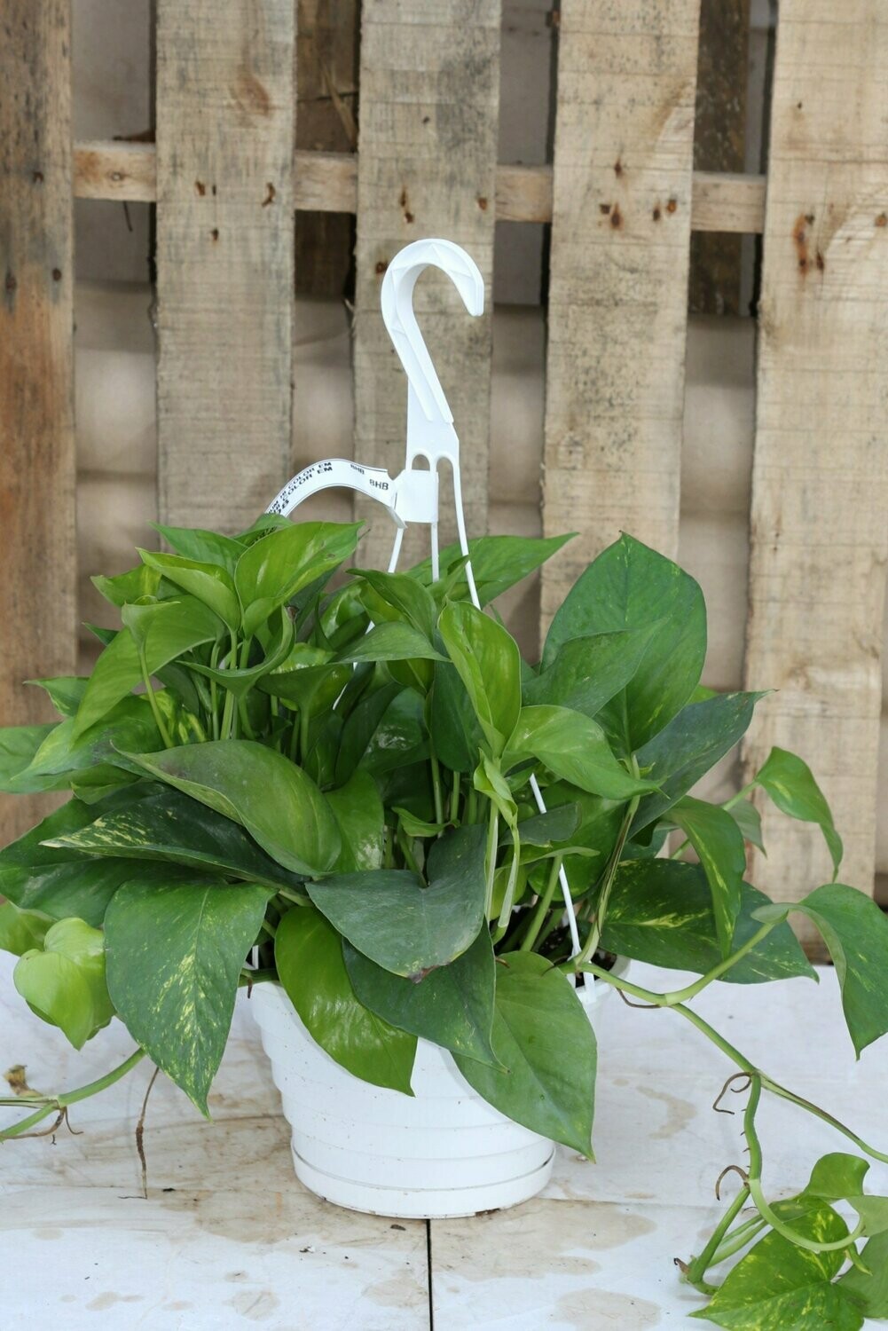 Pothos Hi Color Em
