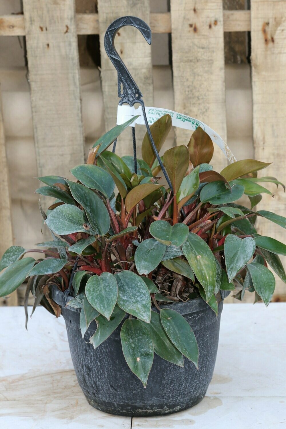 Philodendron Red Back