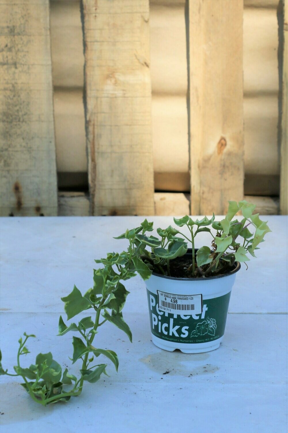 Ivy Senecio Wax Variegaed