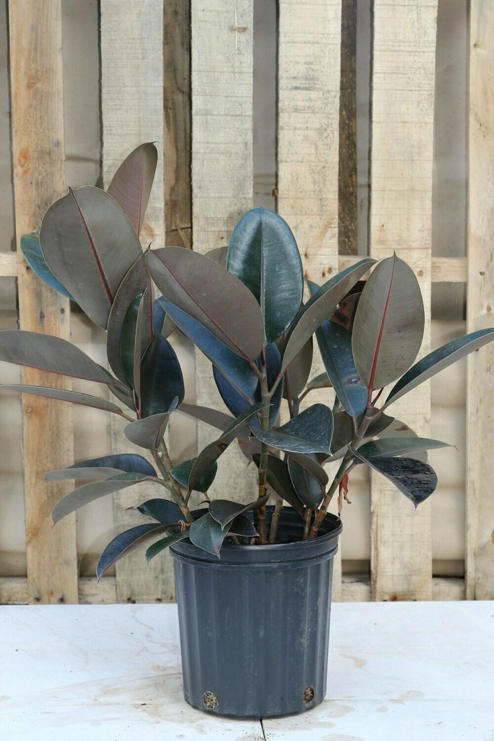Ficus Elastica Burgundy
