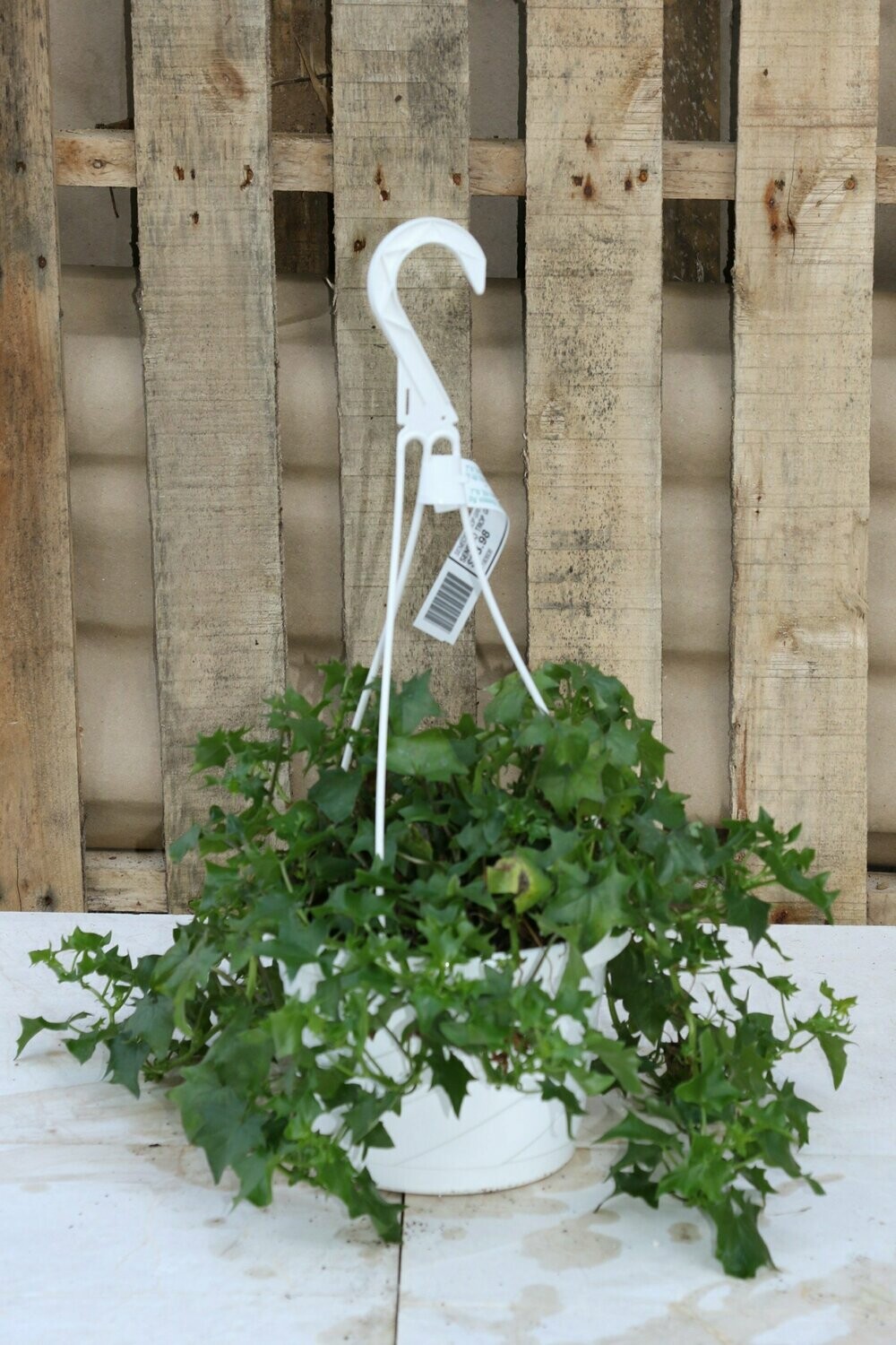Senecio Trop Green Wax Ivy