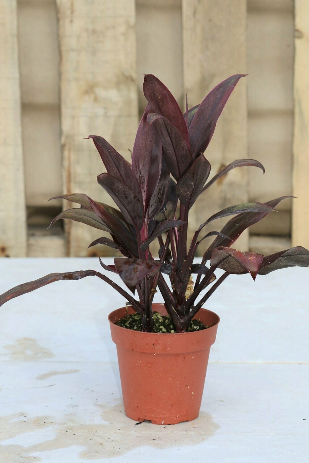 Cordyline Red Star