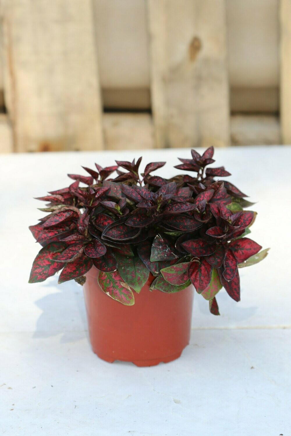 Hypoestes Red Polka Dot
