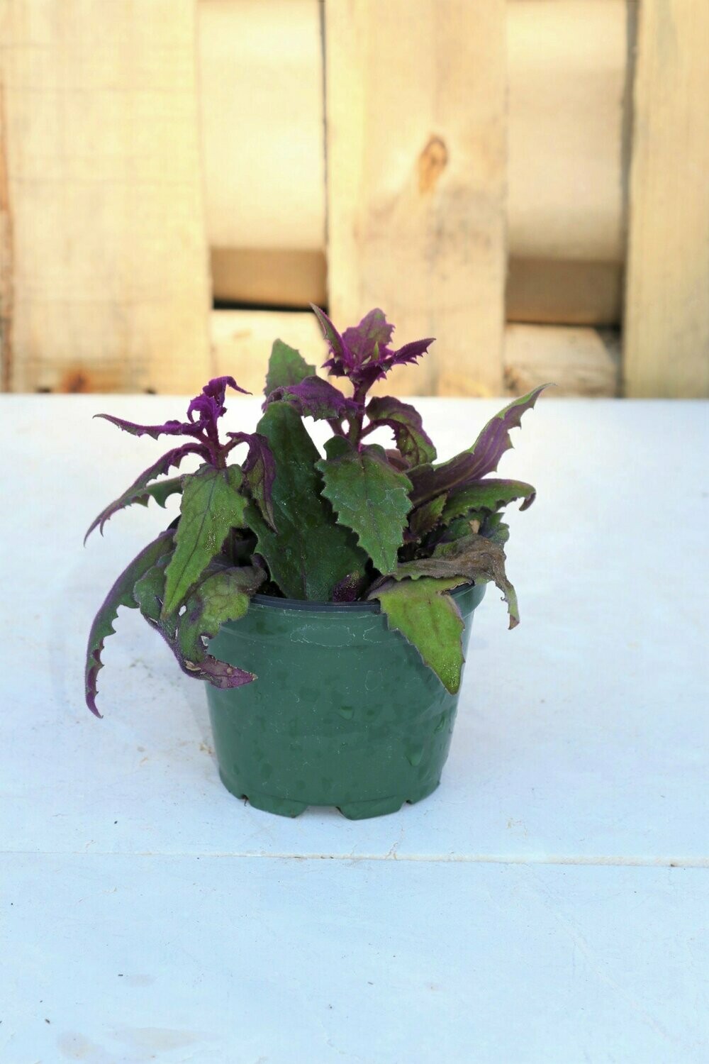 Purple Passion Plant