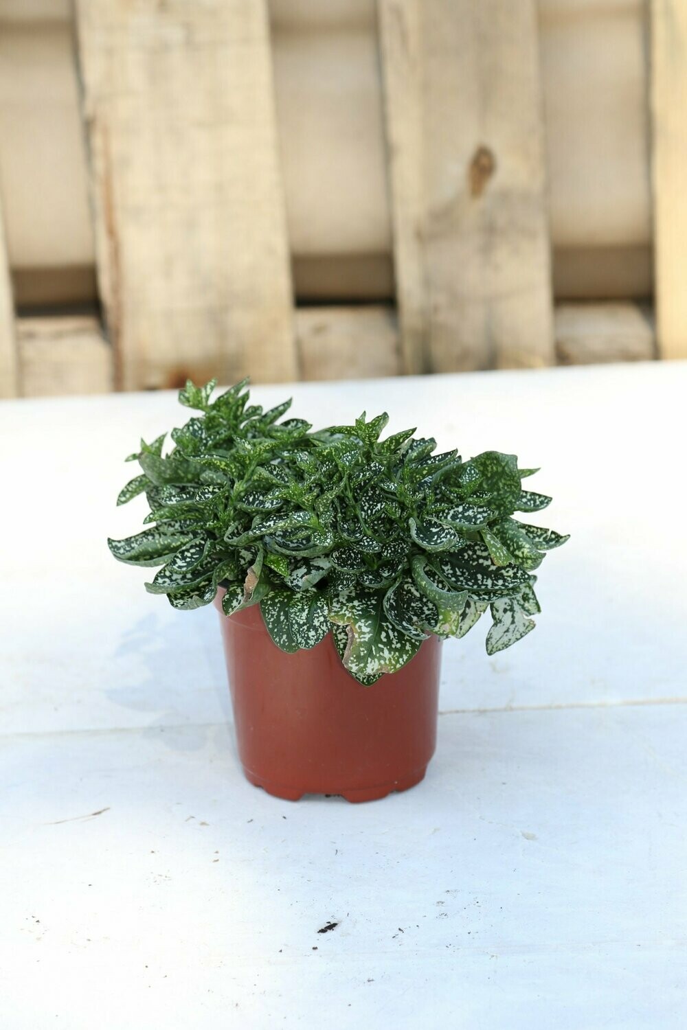 Hypoestes Polka Dot White