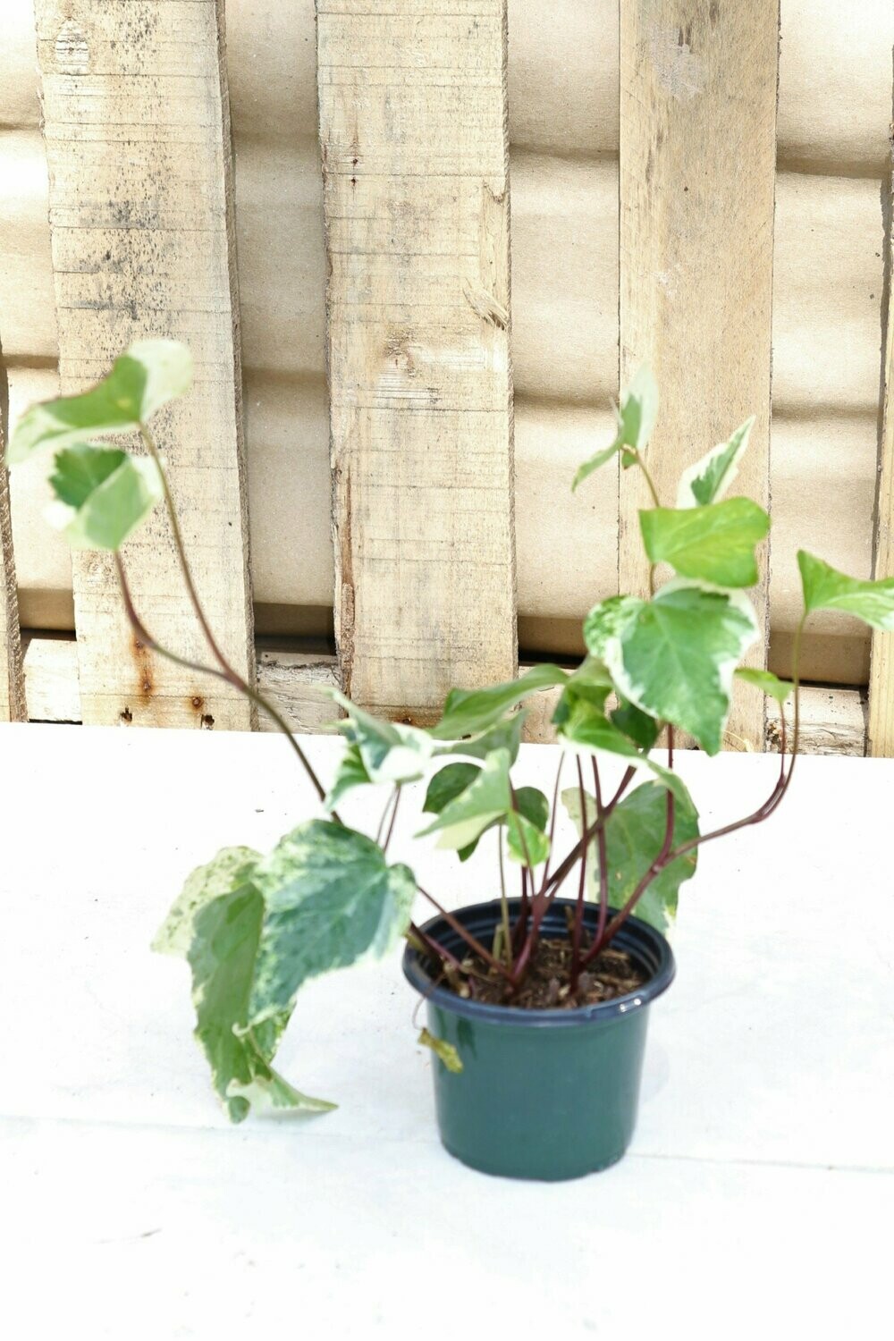 Ivy Algerian Varigated