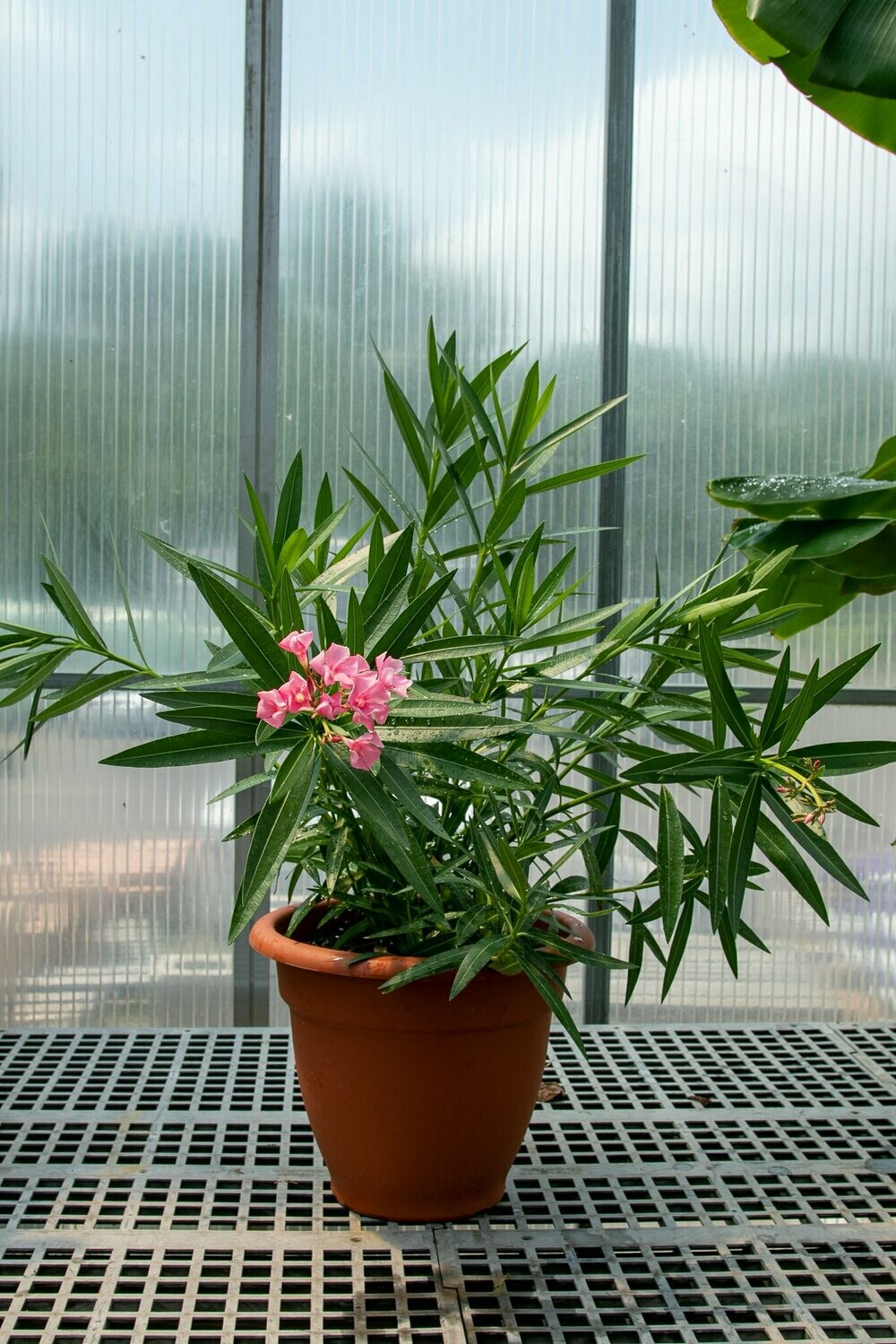 Oleander Pink 12"