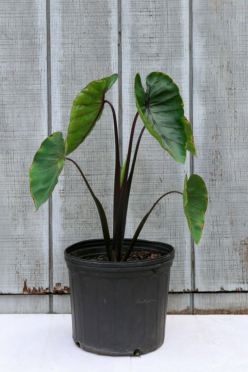 Colocasia Pharaoh's Mask