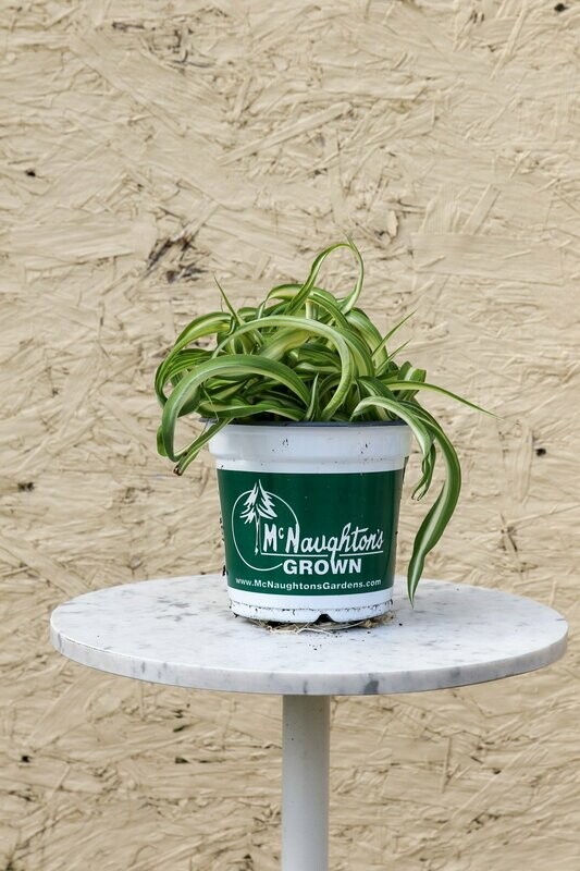 Chylorophytum Bonnie Spider Plant