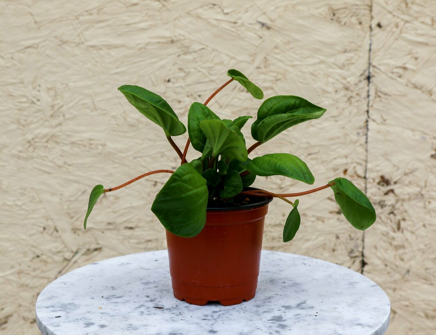 Peperomia Rana Verde 4"