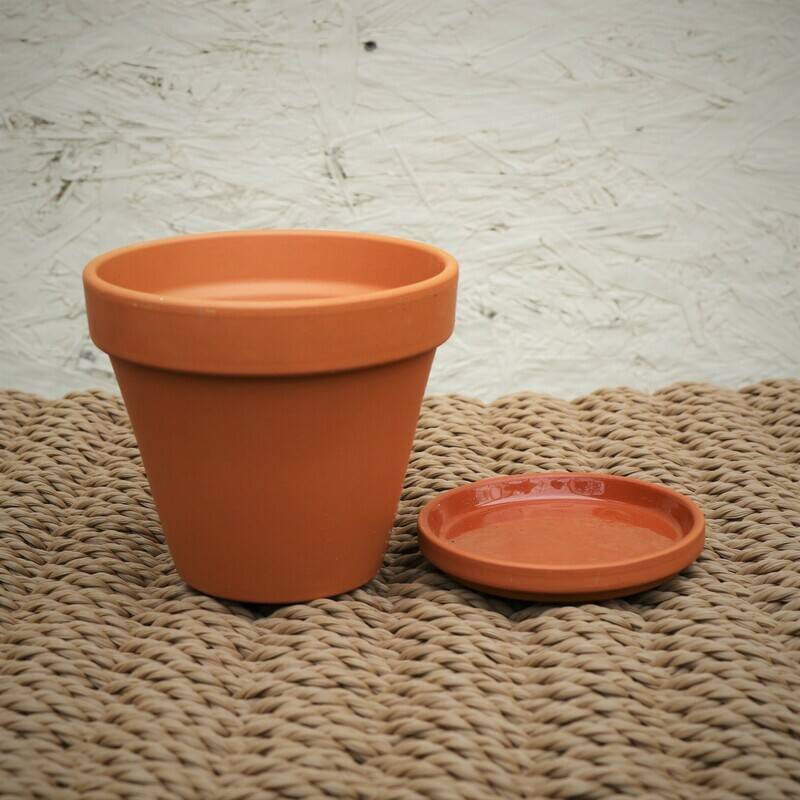 German Azalea Terra Cotta Pot 5"
