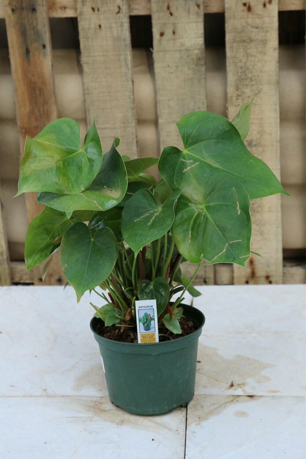 Anthurium