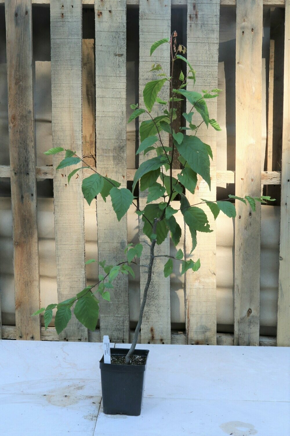 Bonsai Starters Asst