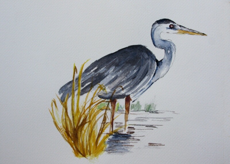 Great Blue Heron