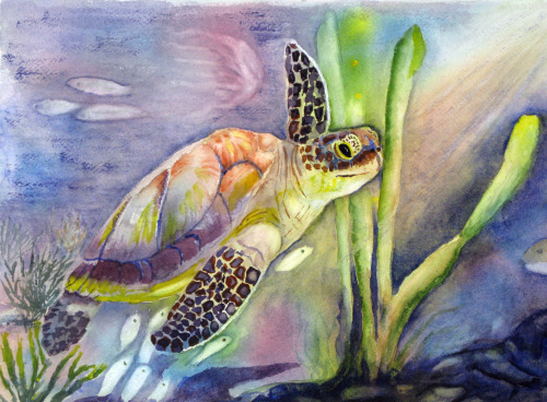 Green Turtle in Hawaii