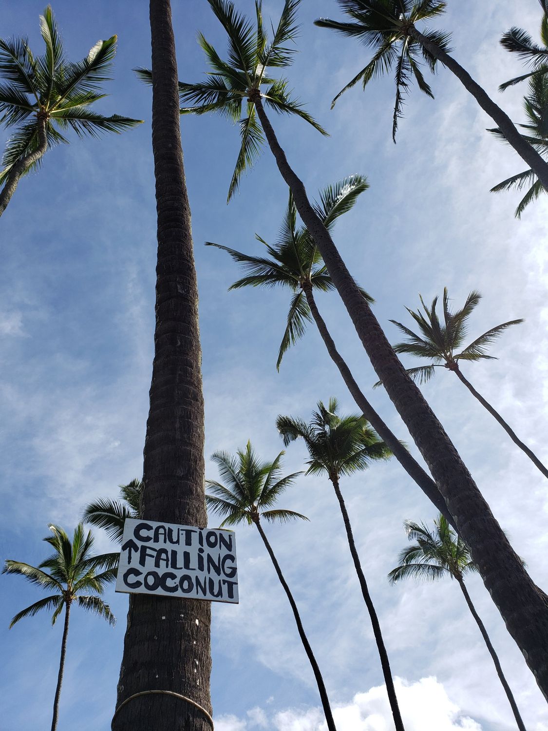 Coconut