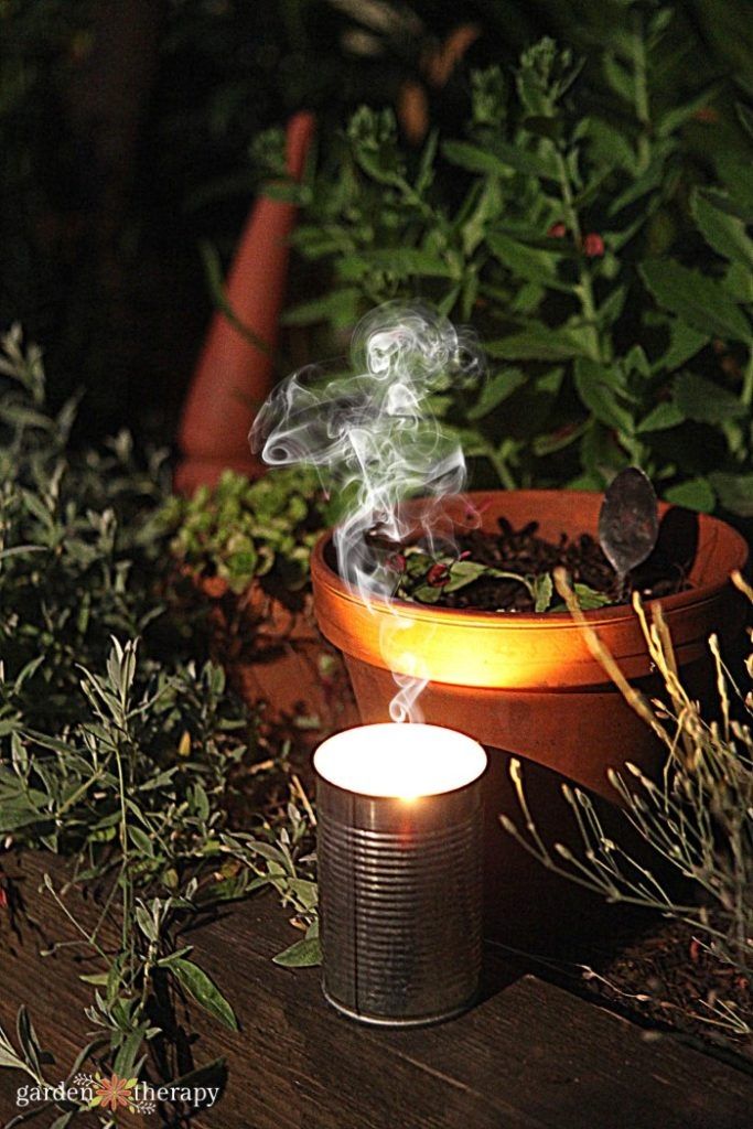 Citronella