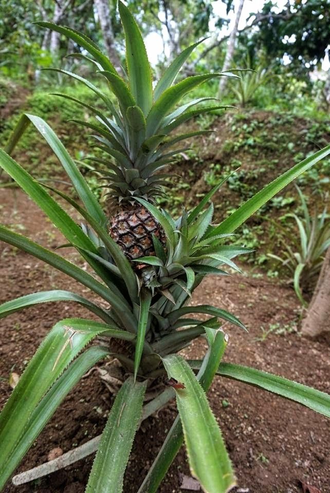 Pineapple