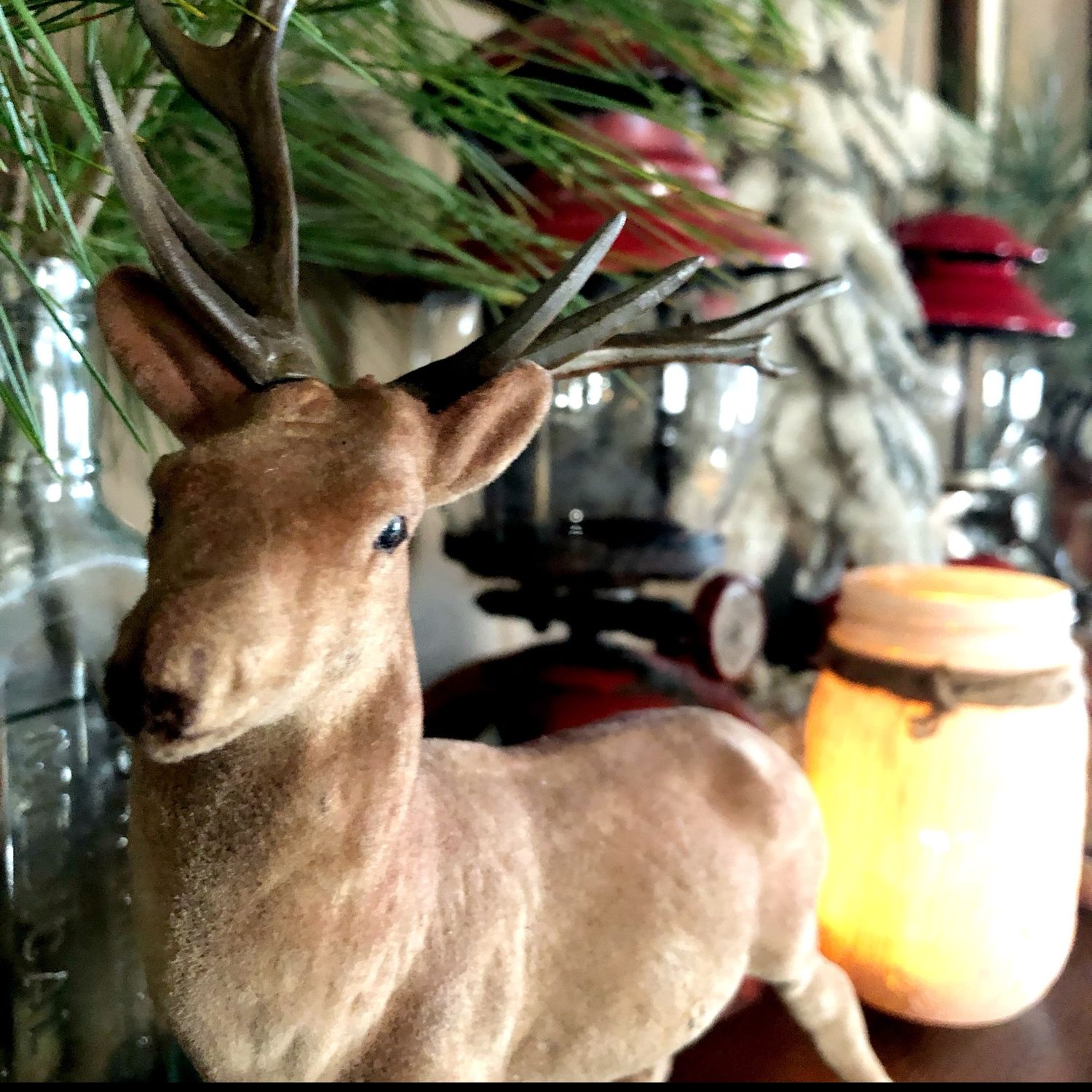 Reindeer Poop