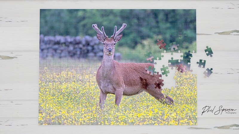 Red Deer 1000 Piece Jigsaw