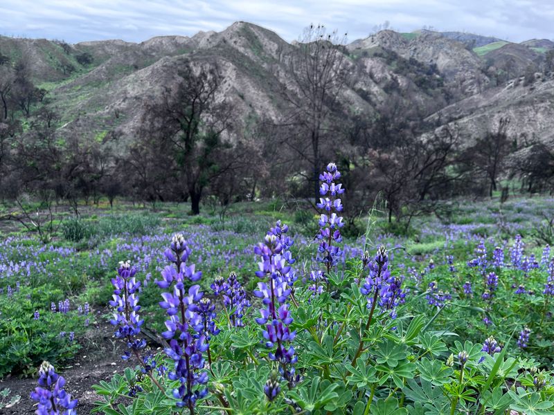 Sedgwick Strenuous Hike. Pistol Club Trail. May 10, 2025