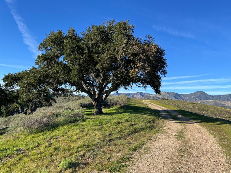 Sedgwick Moderate Hike. Ridge to Ridge. March 14, 2026