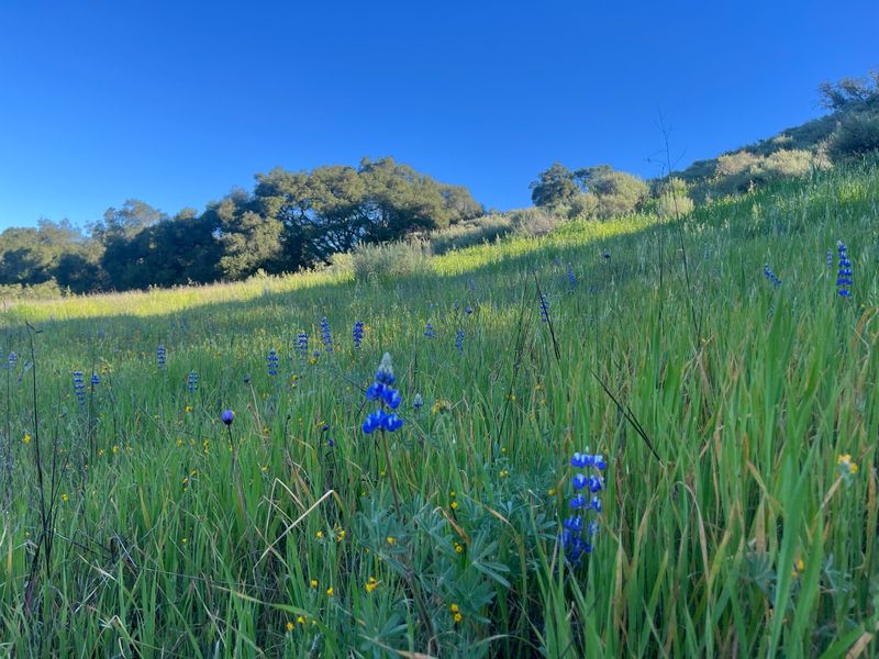 Sedgwick Moderately-Strenuous Prescribed Fire Hike. Southwest Corner. April 18, 2026