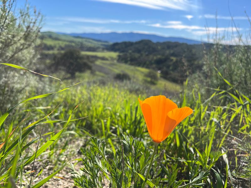 Sedgwick Moderate Hike. Kite Ridge-Mesa. April 18, 2026